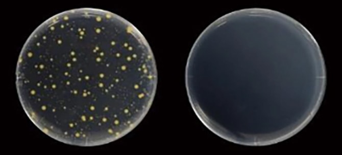 黄色ブドウ球菌 18時間培養後比較